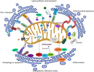 Dialogue between mitochondria and endoplasmic reticulum-potential therapeutic targets for age-related cardiovascular diseases